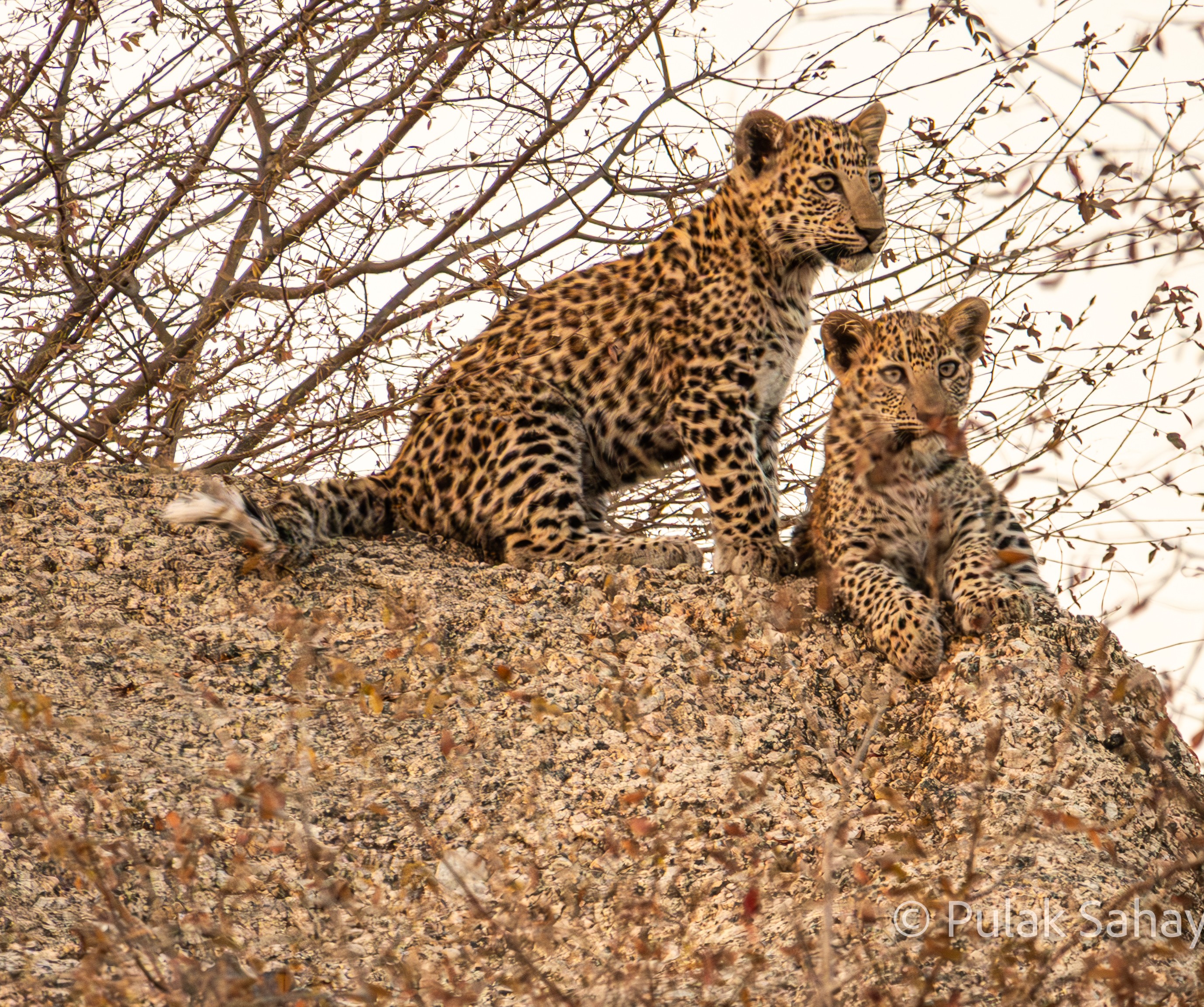 Leopard Cubs
